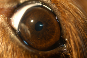 photograph of a normal dog eye