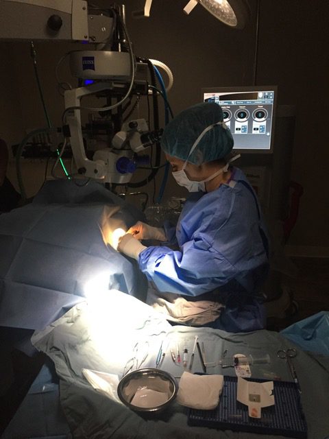 Dr. Davis removing a chihuahua's cataracts 
