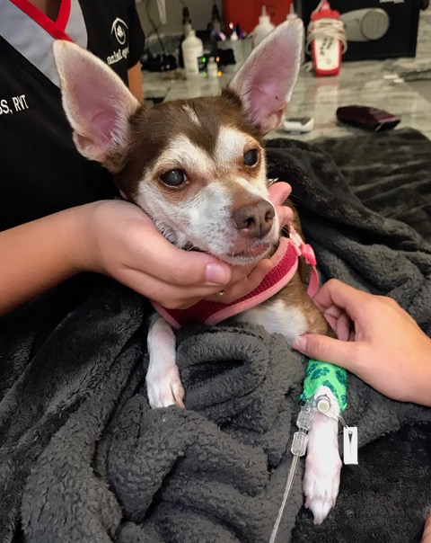 Stella, a little Chihuahua, preparing for cataract surgery.