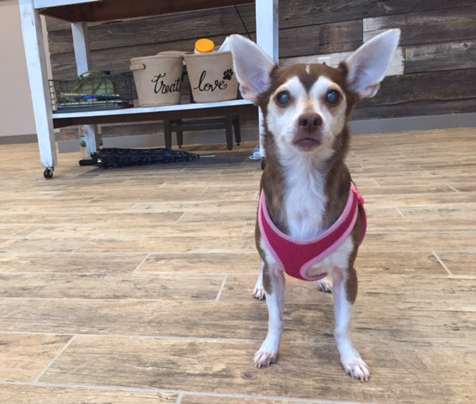 Stella, a little Chihuahua, with cataracts.