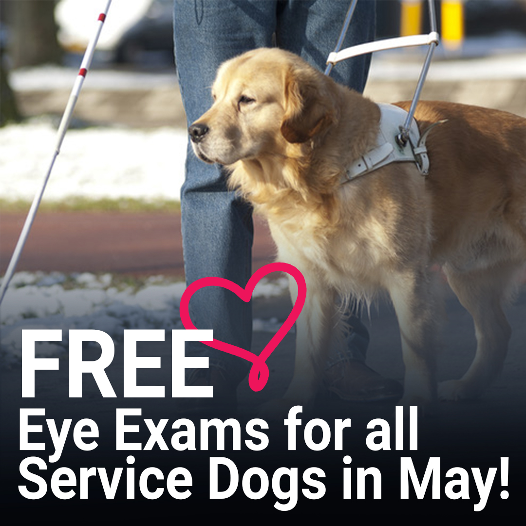 Free Eye Exams for All Service Dogs in May