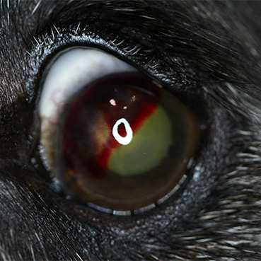Intracorneal Hemorrhage – Canine Figure 1