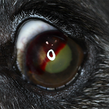 does hyphema in dogs go away