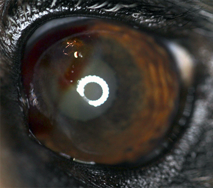 Intracorneal hemorrhage in animals