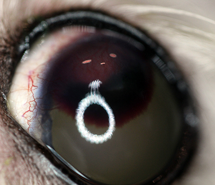 Intracorneal hemorrhage in animals