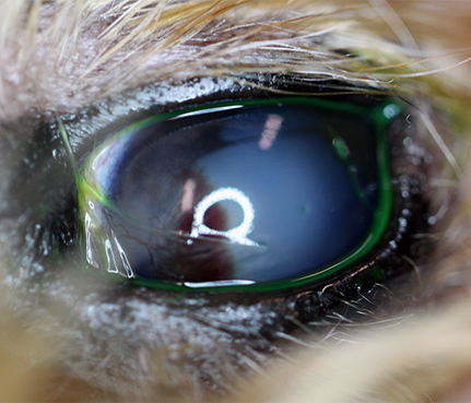 Intracorneal hemorrhage in animals