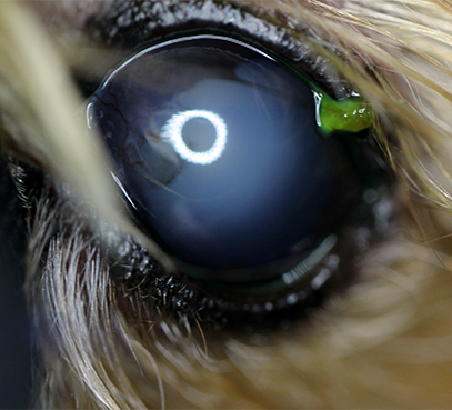 Intracorneal hemorrhage-in-dogs